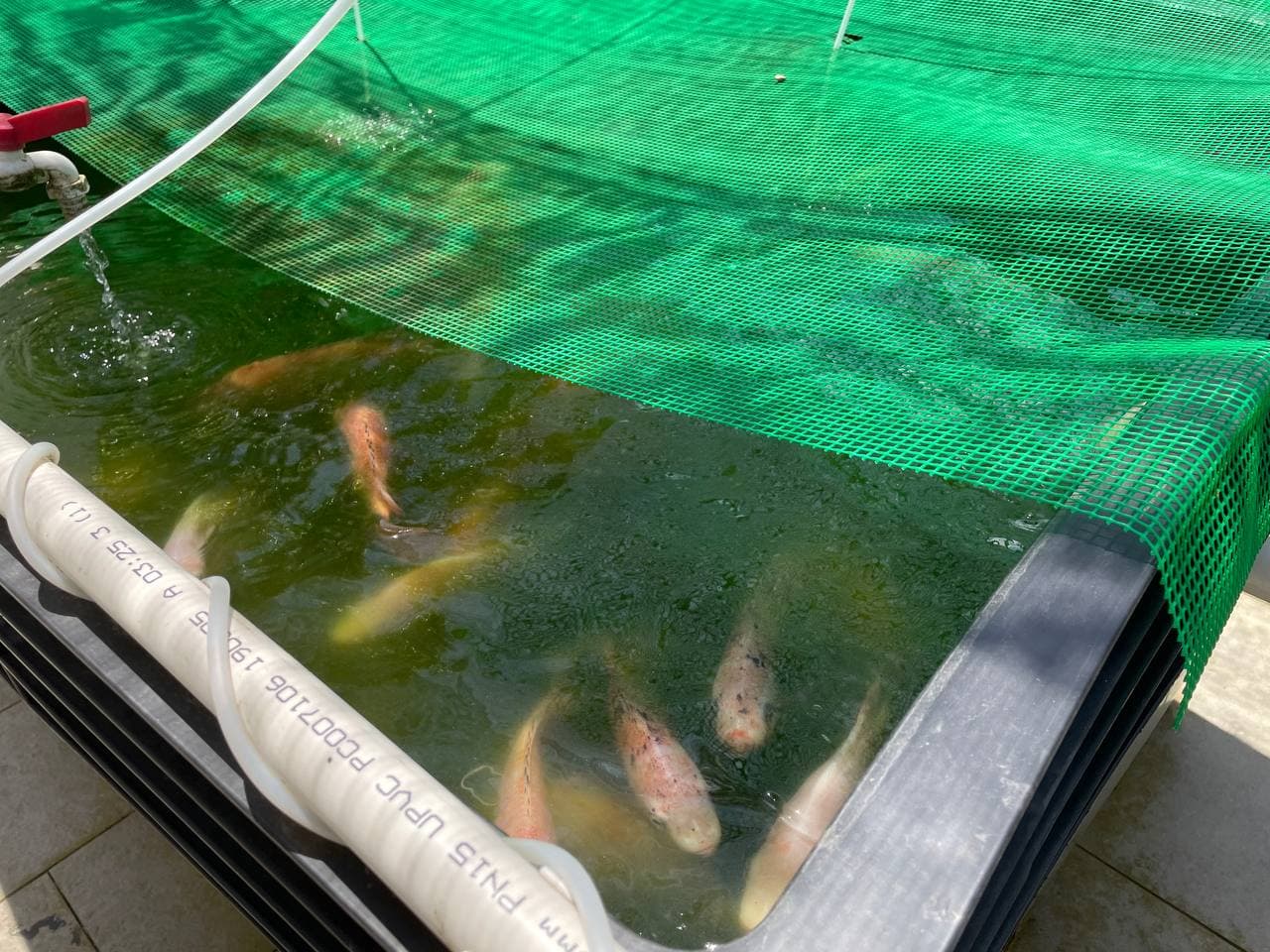 Development stages of Fatih Aquaculture's backyard farming operations