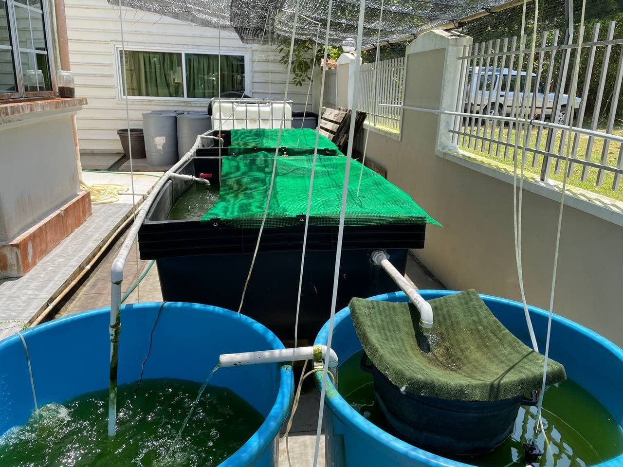 Evolution of Fatih Aquaculture's backyard fish farming initiative