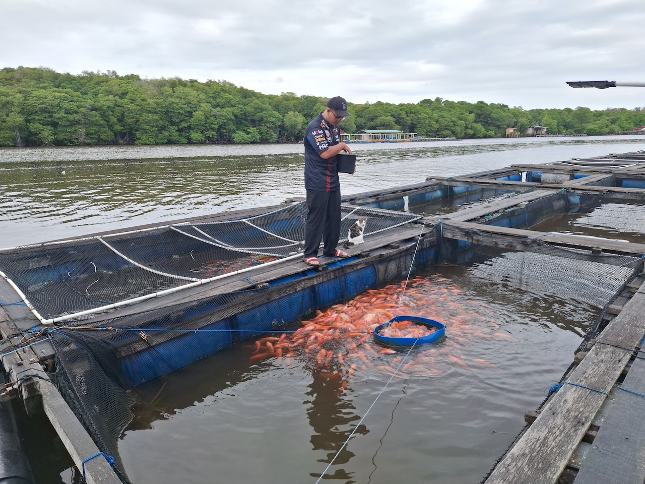 Feeding operations at Fatih Aquaculture's Ecofish farm