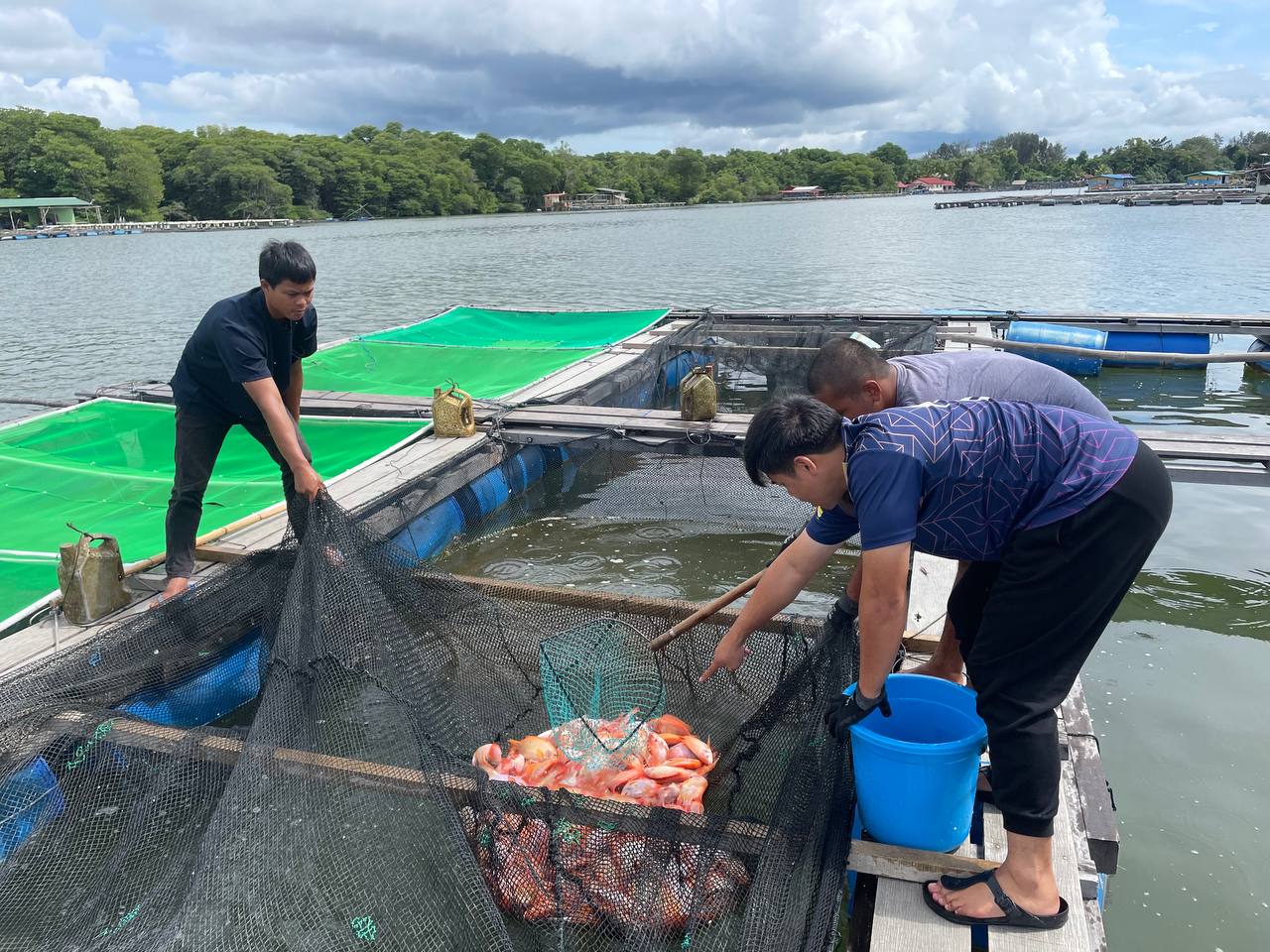Fish farming operations at Pulau Kaingaran location