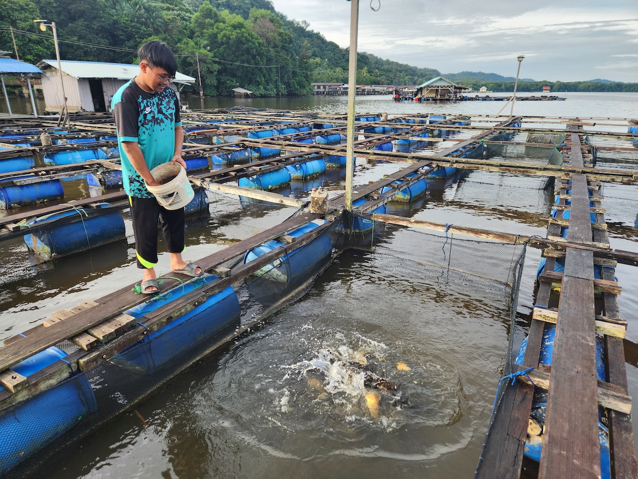 Fish feeding process at Sungai Bunga location