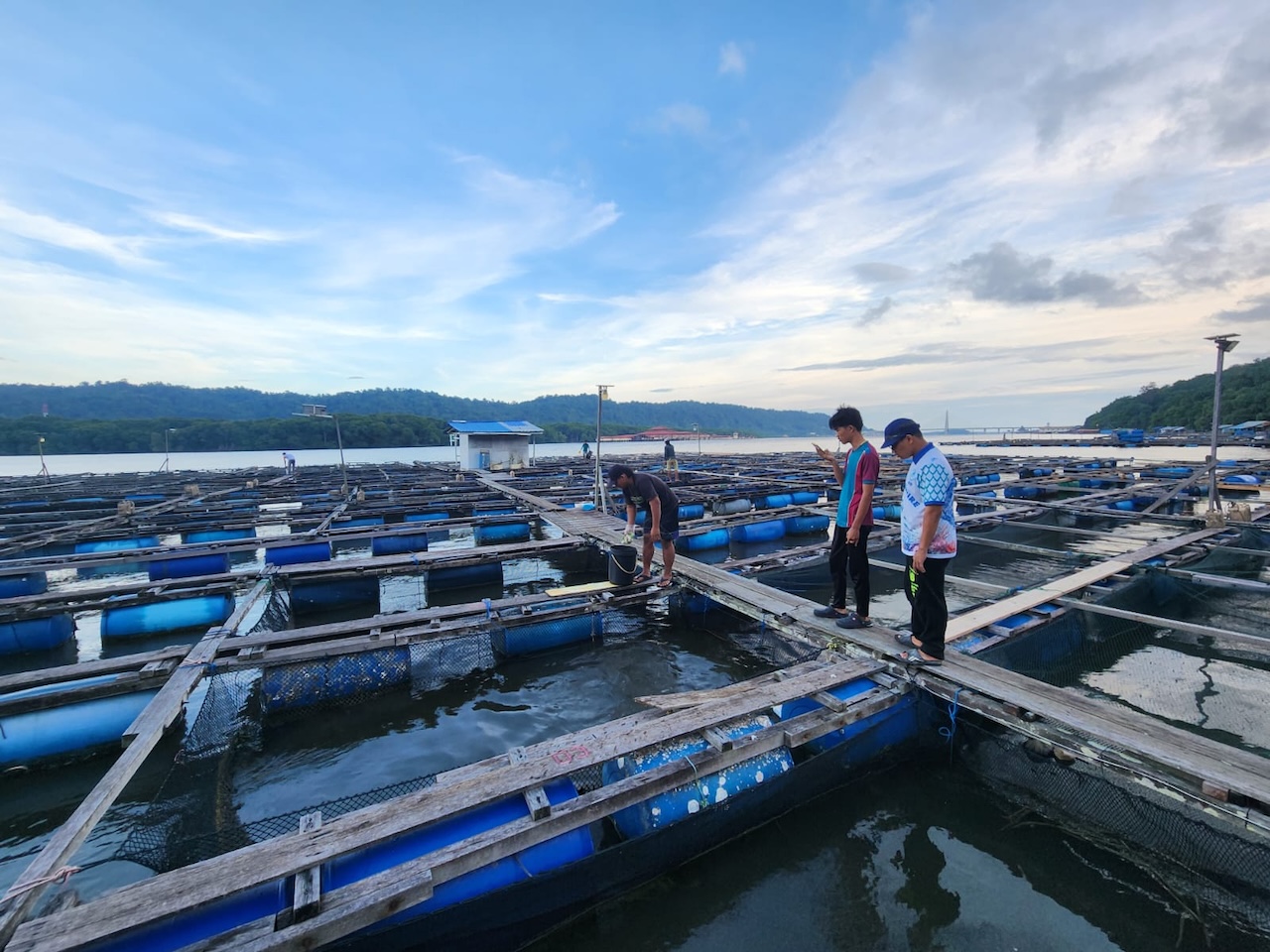 Fish harvesting operations at Sungai Bunga