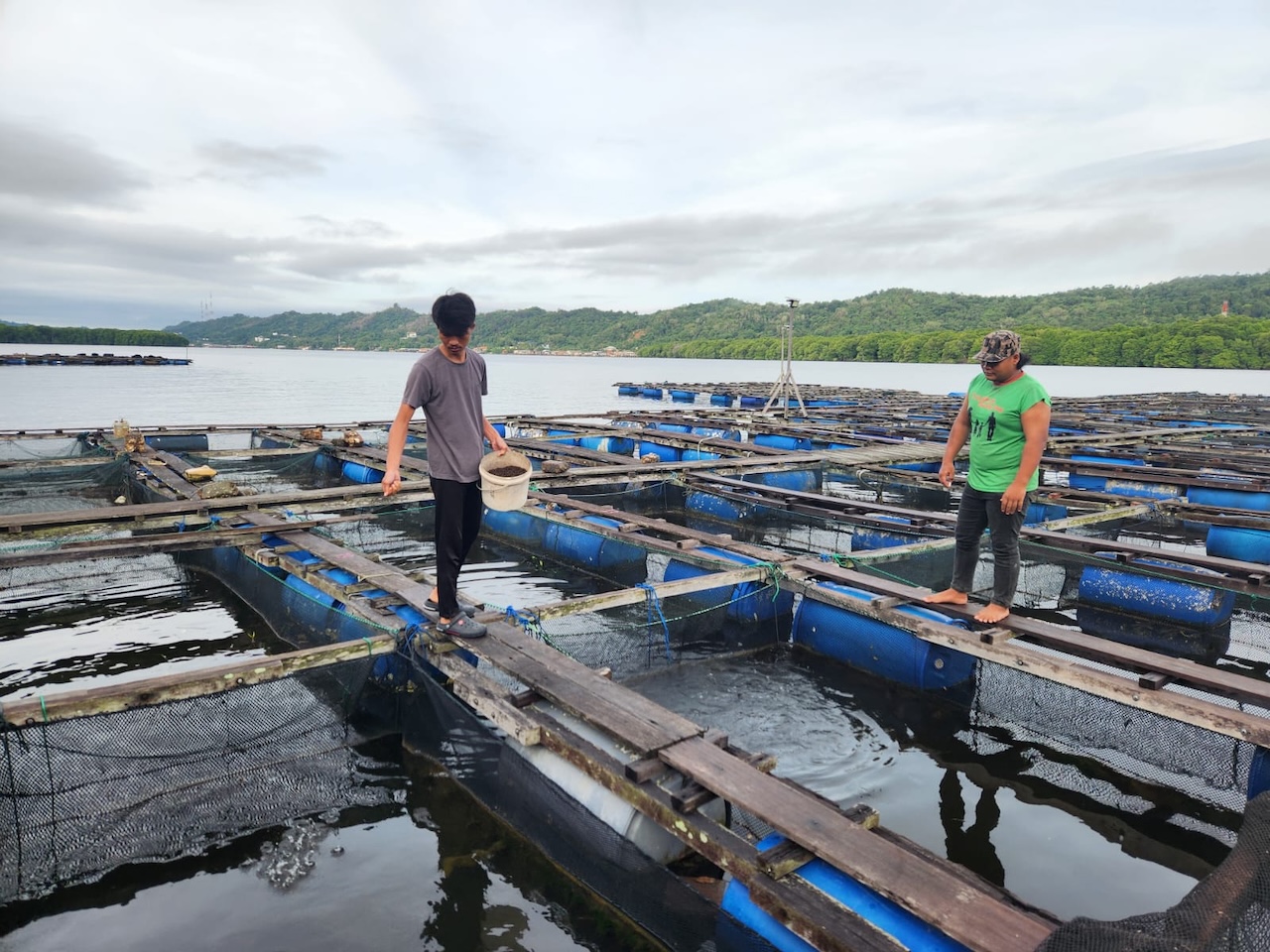 Harvest collection at Sungai Bunga fish farm