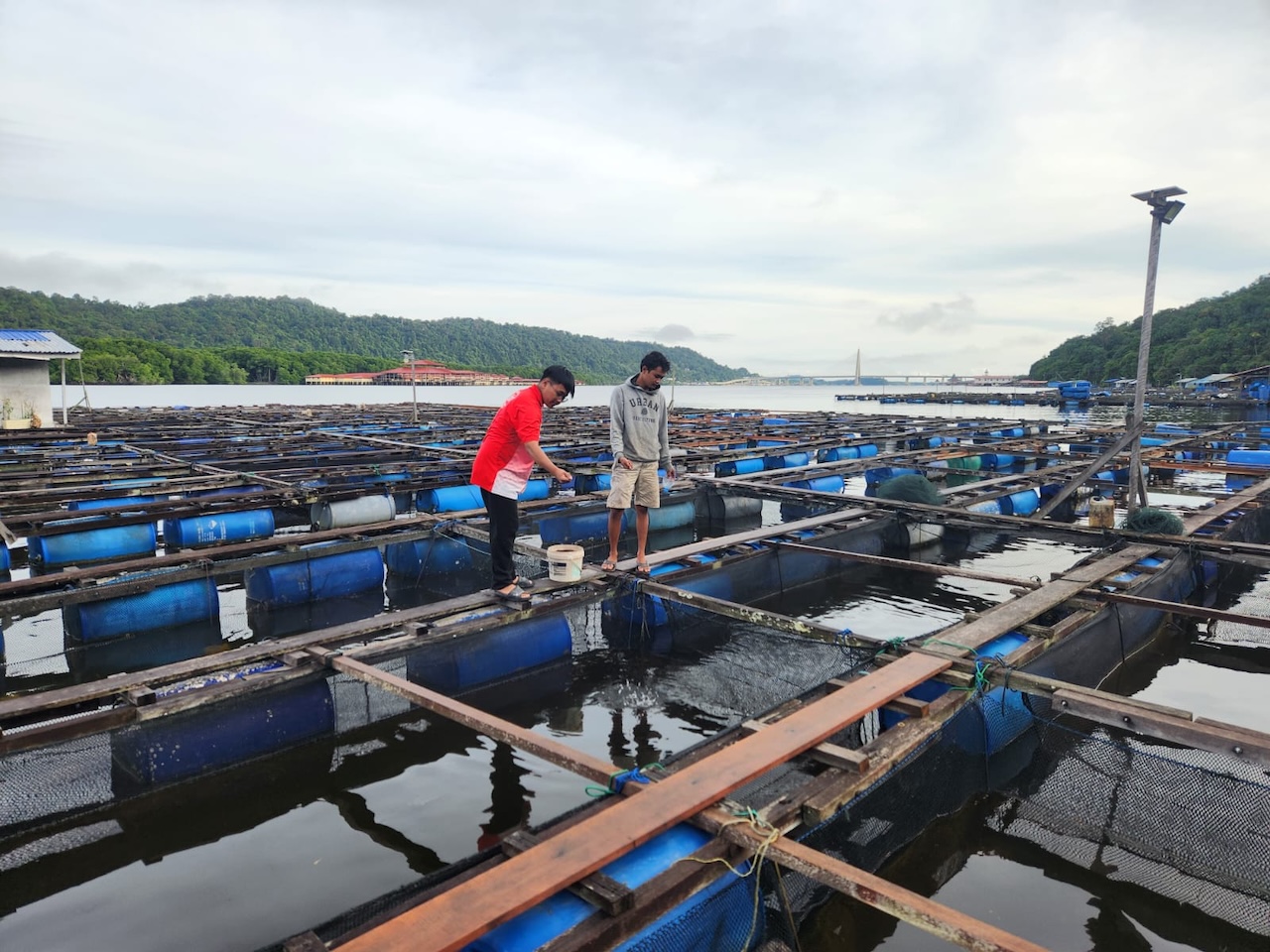 Fish harvest processing at Sungai Bunga location