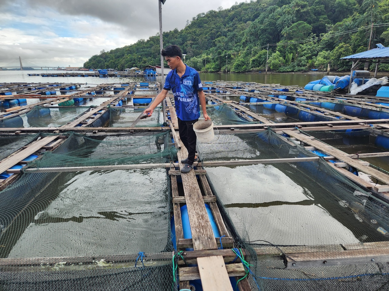 Fish harvest activities at Sungai Bunga farm location