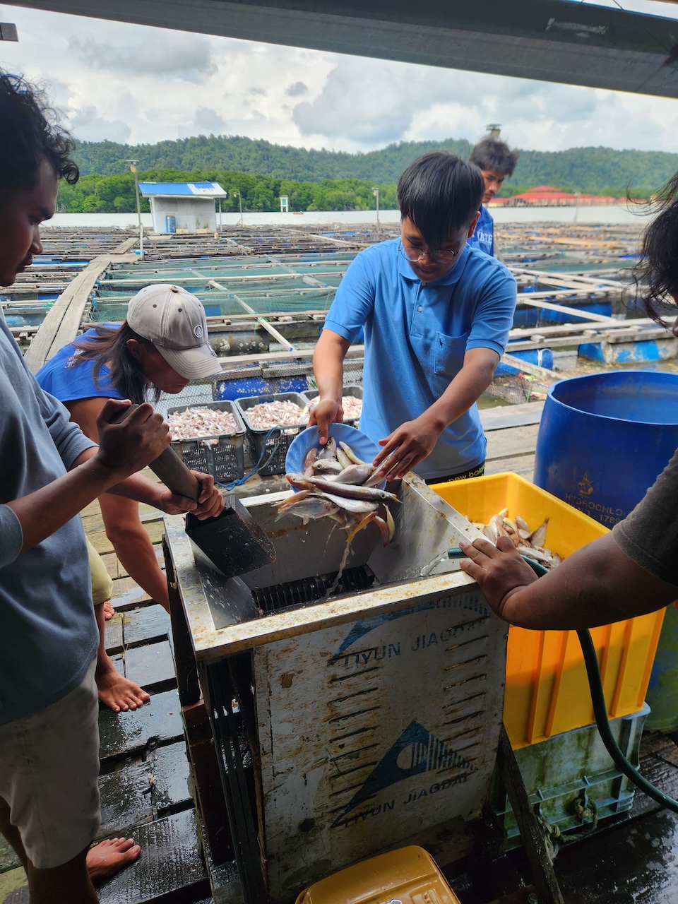 Harvest activities at Sungai Bunga fish farm